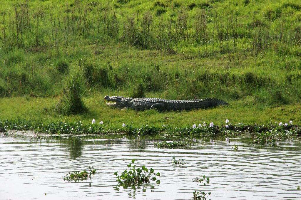 crocodile-1125627