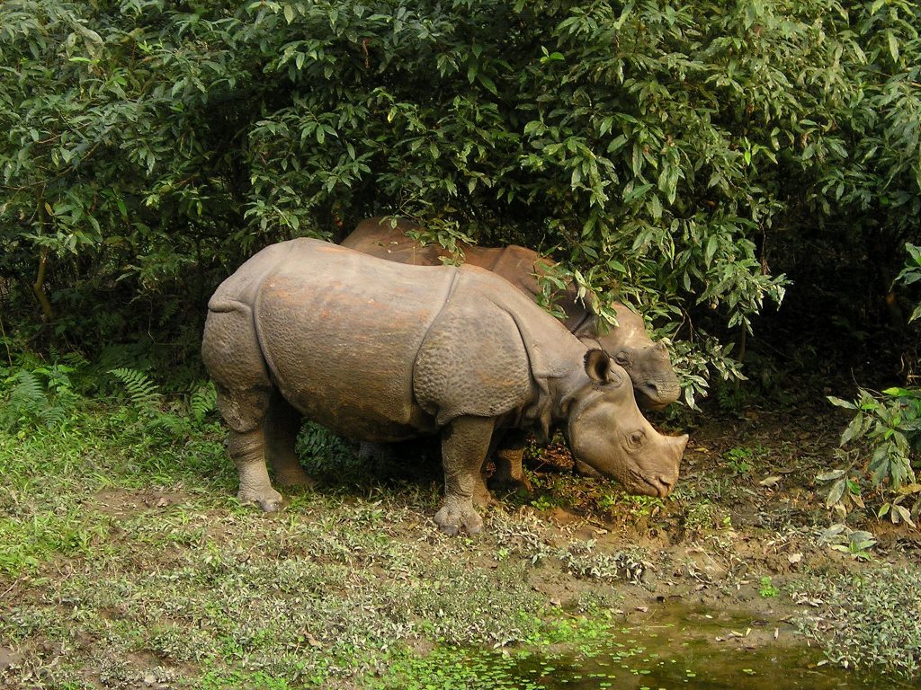 rhino-382